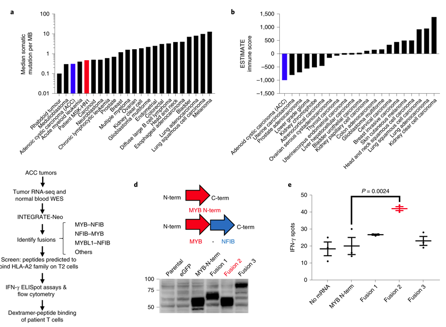 mmw_lmw's tweet photo. #Immunogenic_Neoantigens in Tumors derived from #GeneFusions | MYB–NFIB generates an immunostimulatory peptide for autologous T cells | Luc Morris @sloan_kettering @NatureMedicine https://t.co/zrthMNHJaU | #April_ReCap https://t.co/joA9Bxwvyy