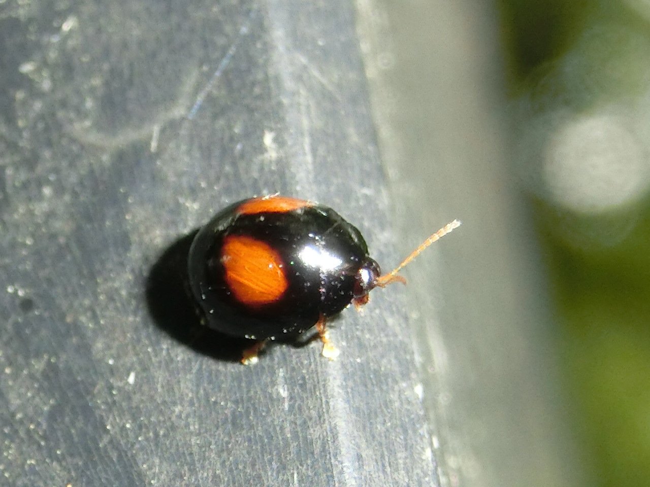 風信子 かのこ ヘリグロテントウノミハムシかな 長い 昆虫 ヘリグロテントウノミハムシ T Co 87bek05yb3 Twitter