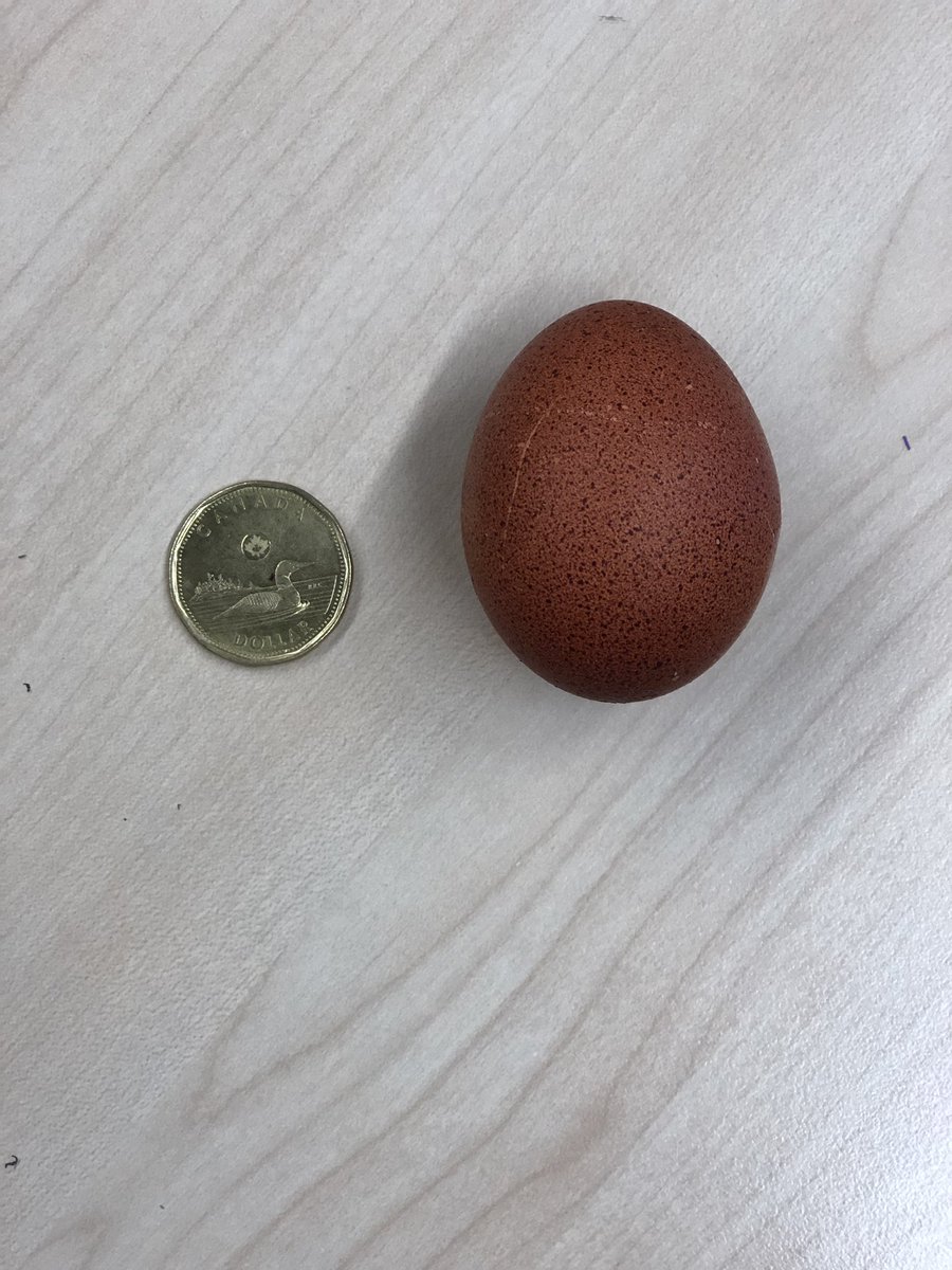 kmac_50's tweet image. The eggs have arrived!! Learning about life cycles in Sword fern Community. Chicks expected in 21 days! #inquiry @RosePointSchool