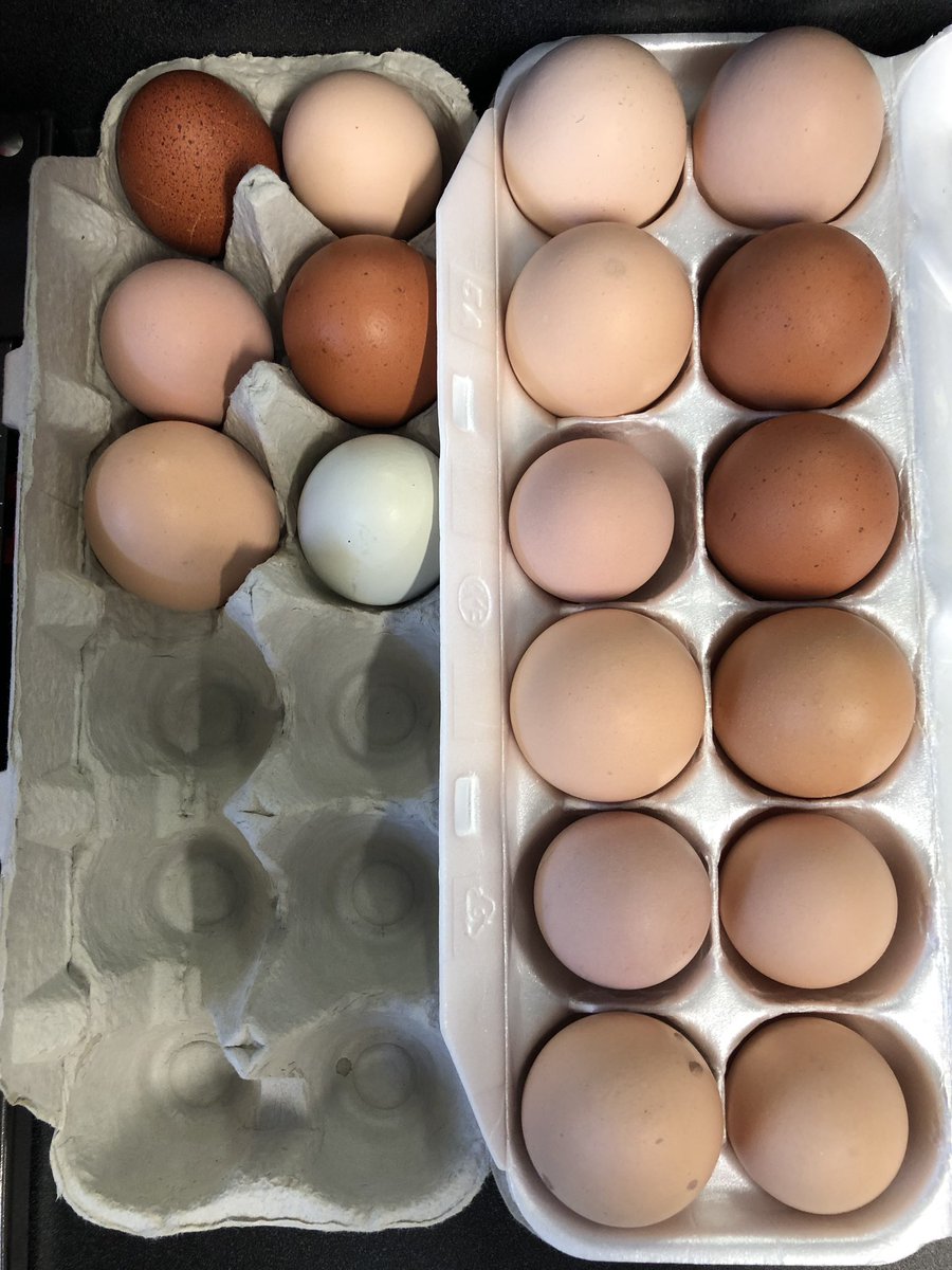 kmac_50's tweet image. The eggs have arrived!! Learning about life cycles in Sword fern Community. Chicks expected in 21 days! #inquiry @RosePointSchool