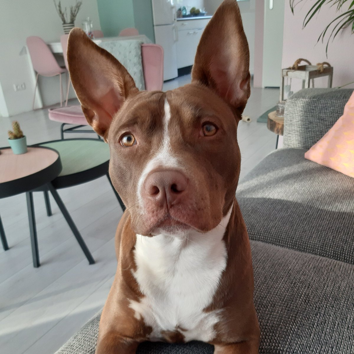 bijzondergezin's tweet photo. Echt.. ik ben geen diva !
Echt niet!
ECHT NIET !!
Ok, een klein beetje mischien!
#lilathebull #terrorpup https://t.co/XrQhzq9tzc