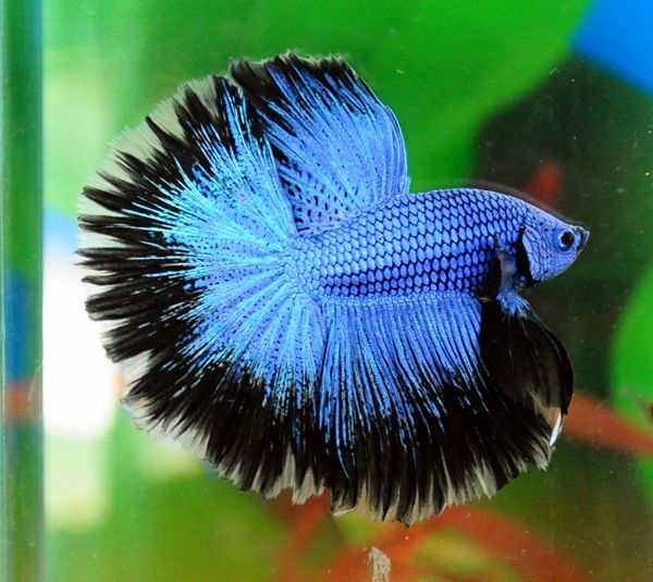 AquariumTalks's tweet photo. Some quality Blue #BettaFish samples. In nature they don't have colors or long fins like these. More than 85% of #Betta you seen in shops are hybrids. Pure Wild Betta types are rare and expensive.
#AquariumTalks #Fish #Pets #FishTank #FishFacts #BettaFacts https://t.co/nYpHlpgVCn