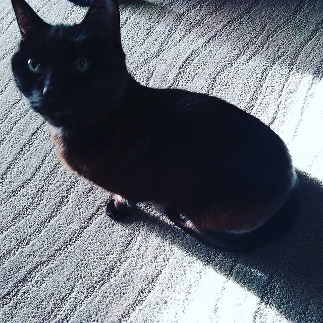 NextBestPet's tweet photo. "Heard it was Adopt a Shelter Pet Day. There are no other cats in the world, but if there were, you should adopt one from a shelter. Like me." -Nefertiti
"P.S. but don't get a dog. There are lots of dogs in shelters that need homes, but why would you want one of those?"
#cat… https://t.co/6Uw73zm9cR