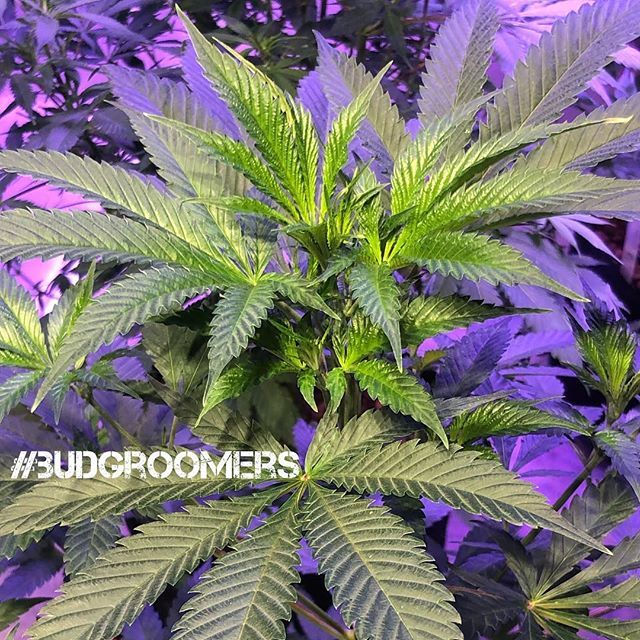 BudGroomers's tweet photo. 🌞 💦 💨 💪🏻 💚 https://t.co/8zOZRCeBAQ