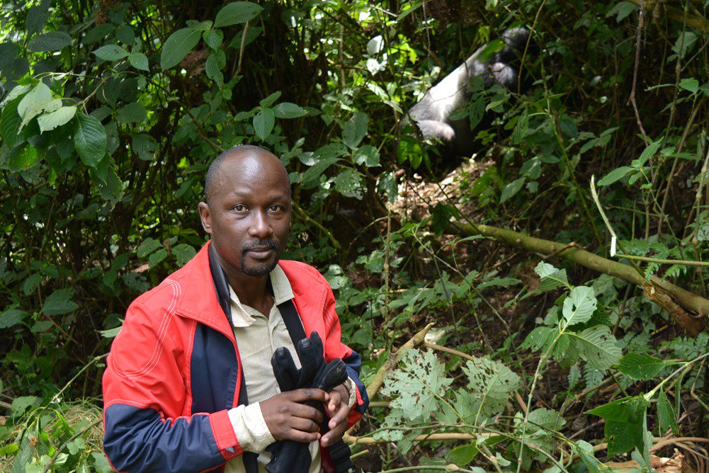 Who wouldn't want a pose with one of the few #Silverbacks in the world? #BwindiImpenetrable is the most sure park for that opportunity whenever you #visituganda @ugwildlife @mitiug @UgTourismBoard @irismoveafrica @Tourismuganda @MTWAUganda #Uganda #Tourism #Photography