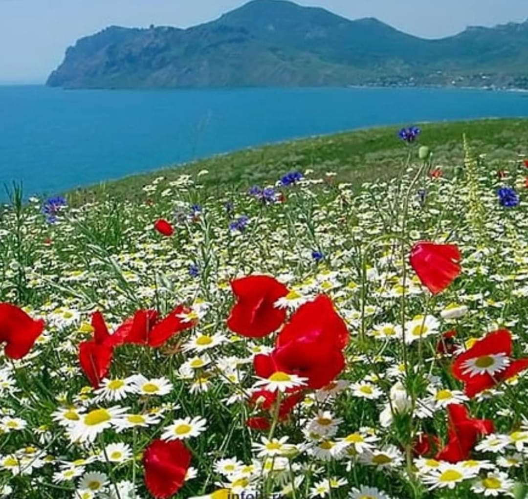 Крымские летние цветы