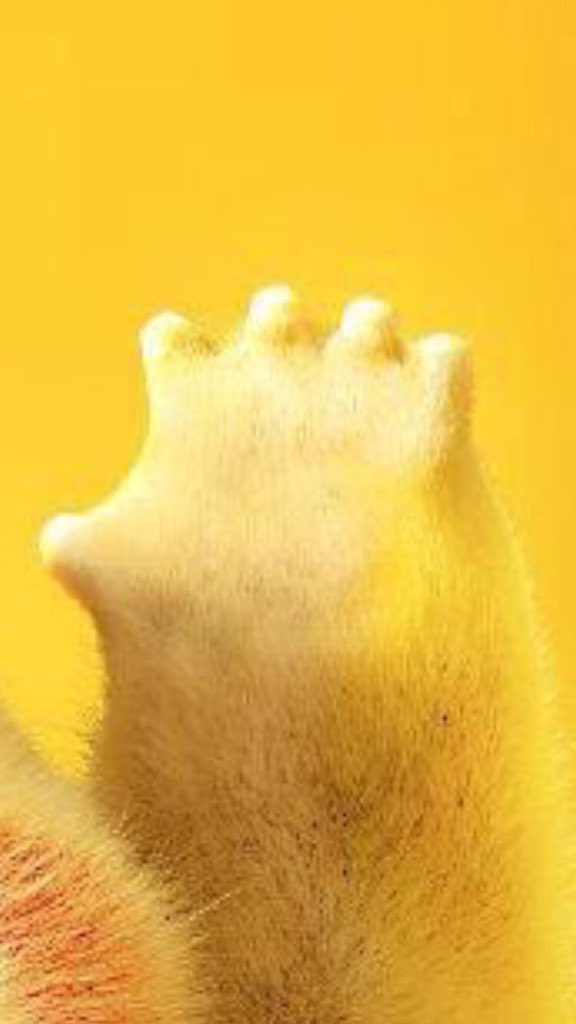 แงง ตะมุตะมิยันมือ ยัยน้อนนนน 😍