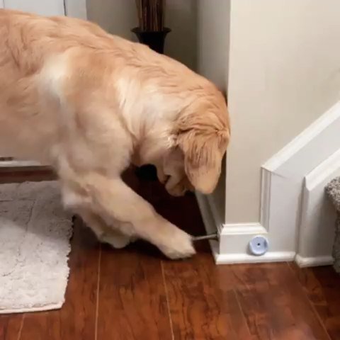AdorableGoldens's tweet photo. : Some things never change 🤦‍♀️ I guess some babies never grow up! 😆 .
Credit to @waterfrontgoldens https://t.co/uBF0fQFMws https://t.co/kssPoNP3kS