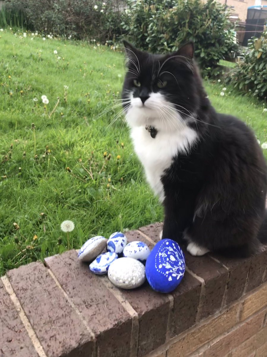 kitten_ricky's tweet photo. Mum in my expert opinion the grass needs cutting.. #WhiskersWednesday #CatsofTwitter #catsofyorkshire #AdoptDontShop #TuxieGang #TuxiesRule #tuxie #cats #kittens #catoftheday #floofy #rickyrocks #tuffcat #ZSHQ https://t.co/qwIvhDyMvZ