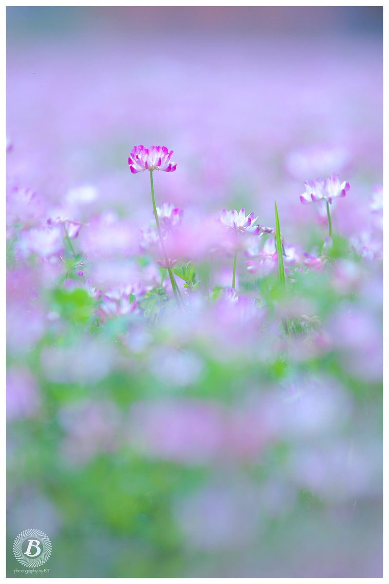蓮華草 蓮華草