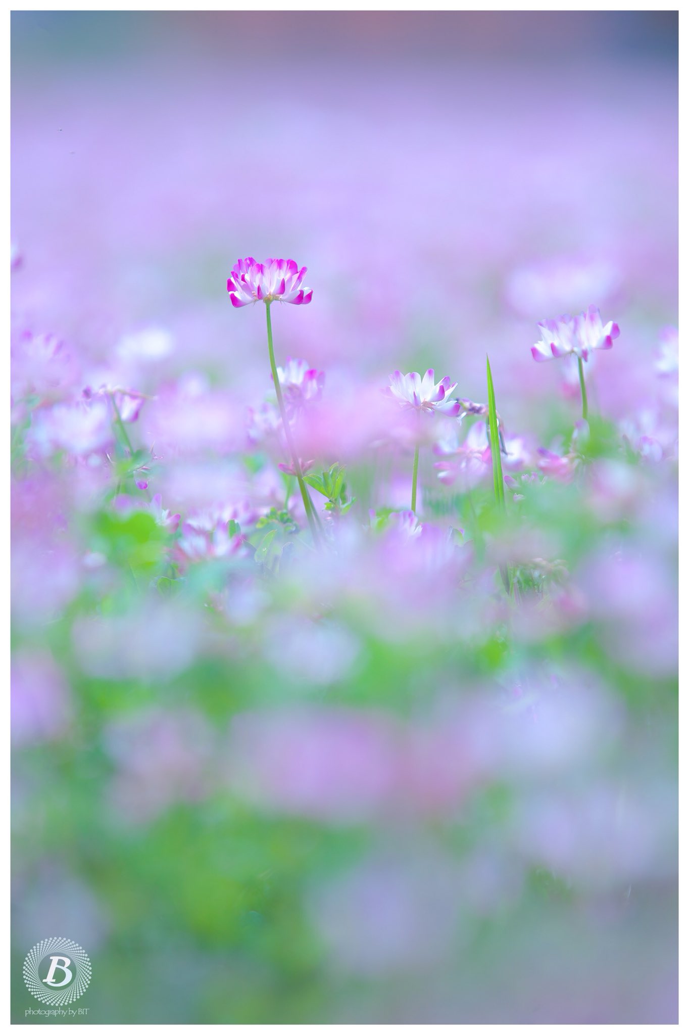 びっと 蓮華畑 蓮華草 レンゲ レンゲ畑 蓮華 T Co G0uii7x8rh Twitter びっと 蓮華畑 蓮華草 レンゲ レンゲ畑 蓮華 T Co G0uii7x8rh Twitter