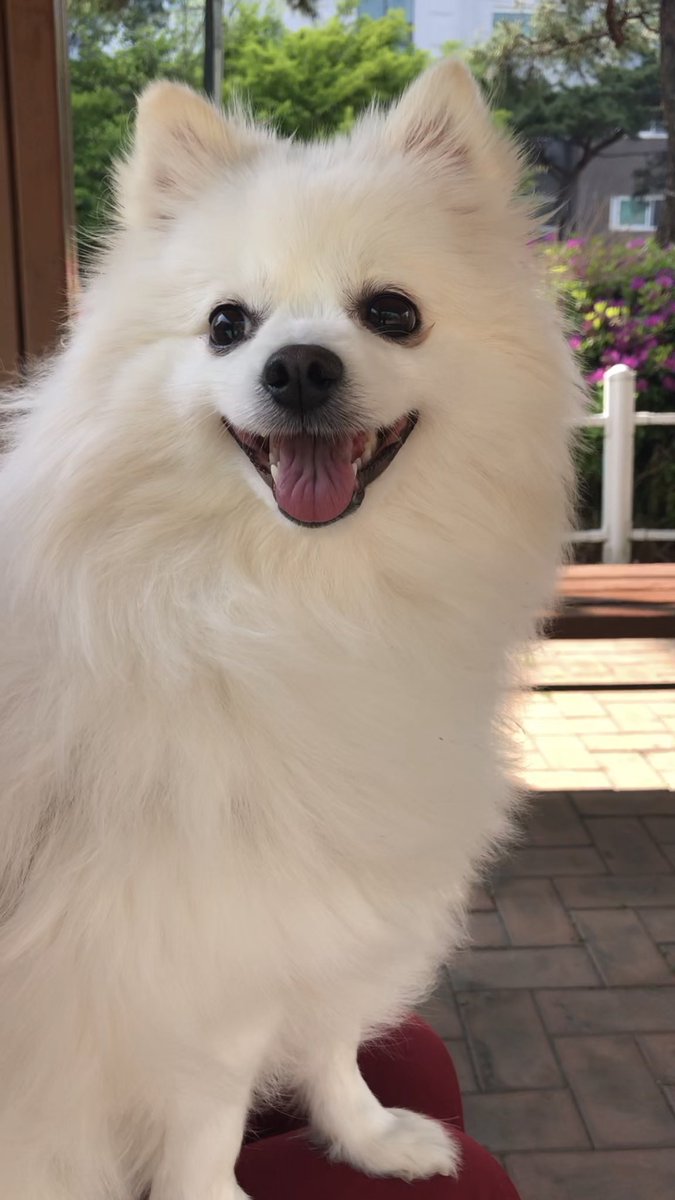 흰둥이 tweet media