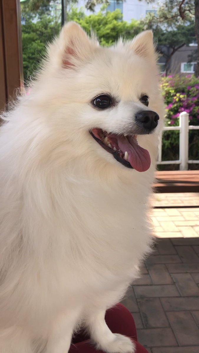 흰둥이 tweet media