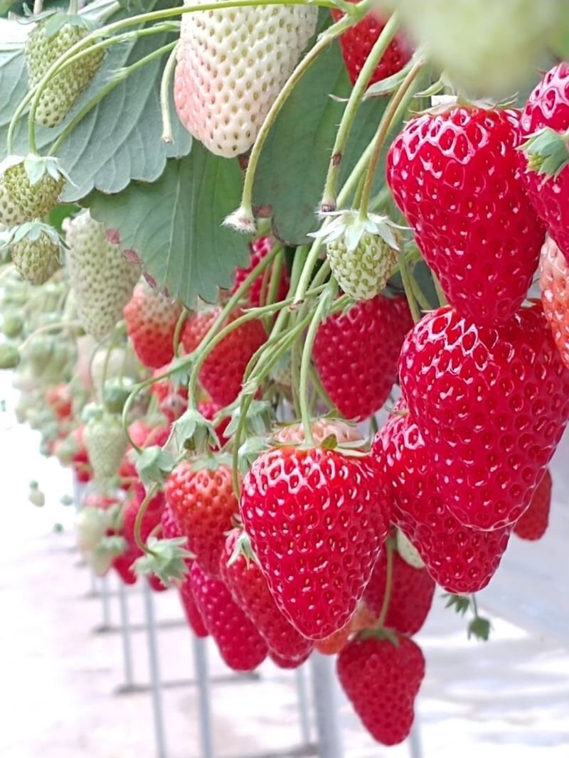CameraSunset's tweet image. Beautiful strawberry