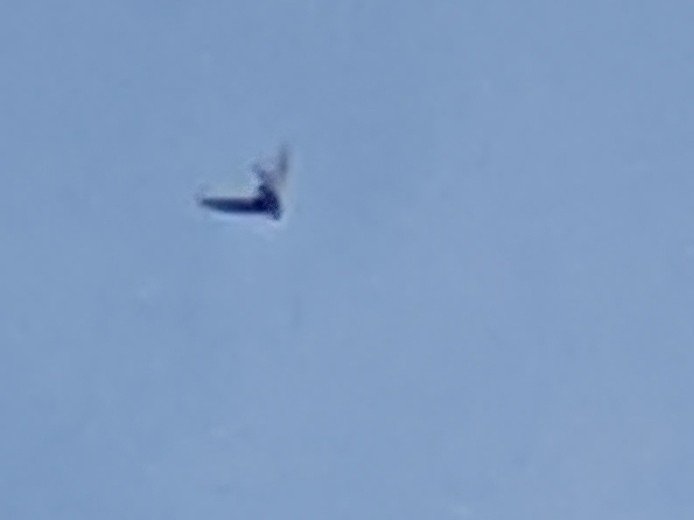 First #swift of the year! Always great to see the #swifts return to #Worcester skies. I managed to 'expertly' photograph this solitary bird midflight over our house. Looking forward to hearing them as more return.