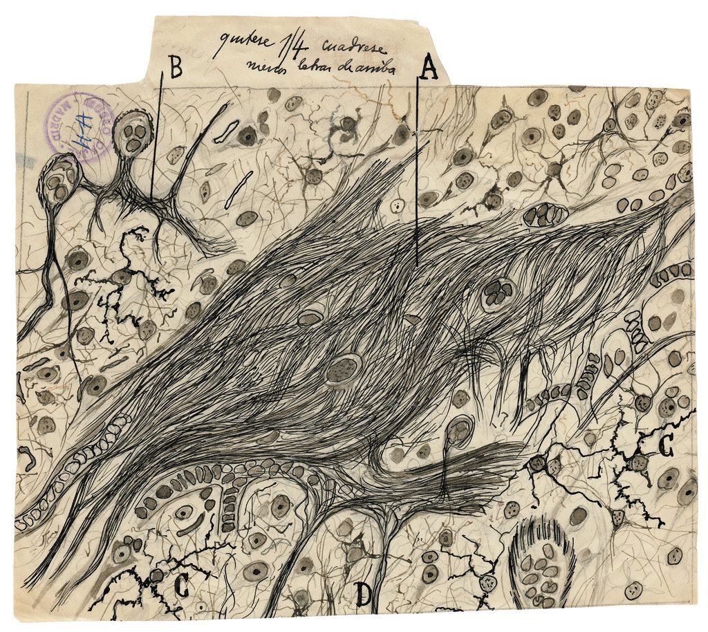#OnThisDay in 1852, Santiago Ramón y #Cajal was born, the father of modern neuroscience. He was also an artist, photographer, doctor, bodybuilder, chess player &amp; publisher. 
Read more in this feature by the New York Times: nyti.ms/2vv1tEA #OTD
📷 and illustration by Cajal