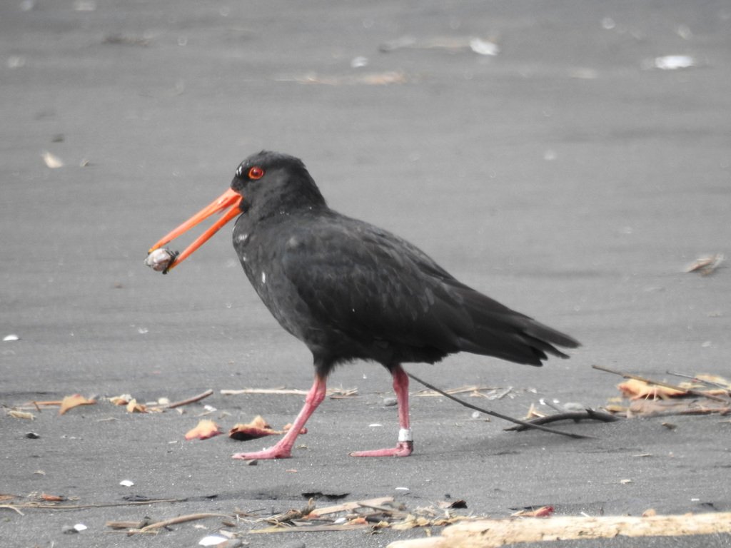 inaturalistnz's tweet image. Emily Roberts observed this variable oystercatchers (tōrea-pango) with an identifying leg band. Turns out, this beauty was banded in 1982 at Somes Island, Wellington. This makes our feathered friend at least 37 years old - lookin' good for an old bird!

inaturalist.nz/observations/2…