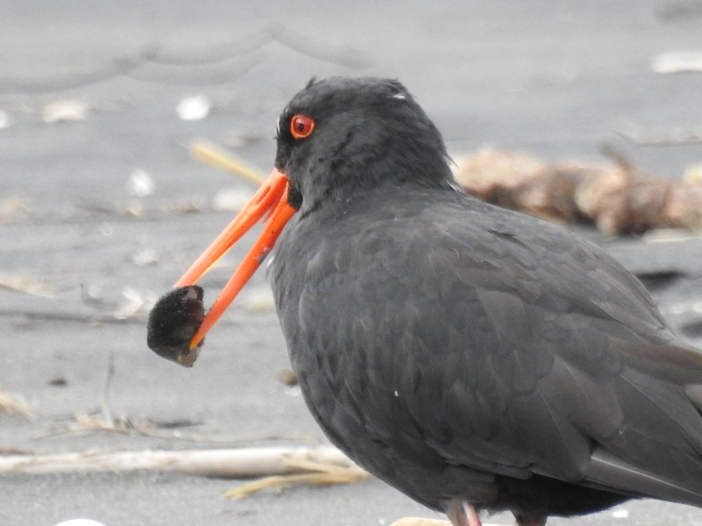 inaturalistnz's tweet image. Emily Roberts observed this variable oystercatchers (tōrea-pango) with an identifying leg band. Turns out, this beauty was banded in 1982 at Somes Island, Wellington. This makes our feathered friend at least 37 years old - lookin' good for an old bird!

inaturalist.nz/observations/2…