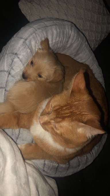 Tell me this isn&rsquo;t the cutest thing you&rsquo;ve ever seen https://t.co/NzMO7AHiRh