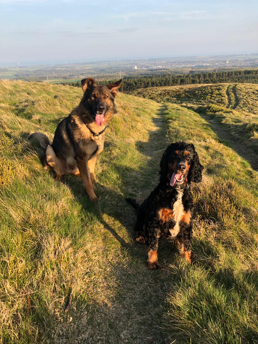 Police Scotland Dogs tweet media