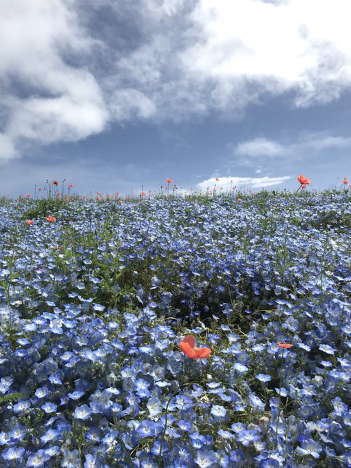 ネモフィラのtwitterイラスト検索結果 古い順