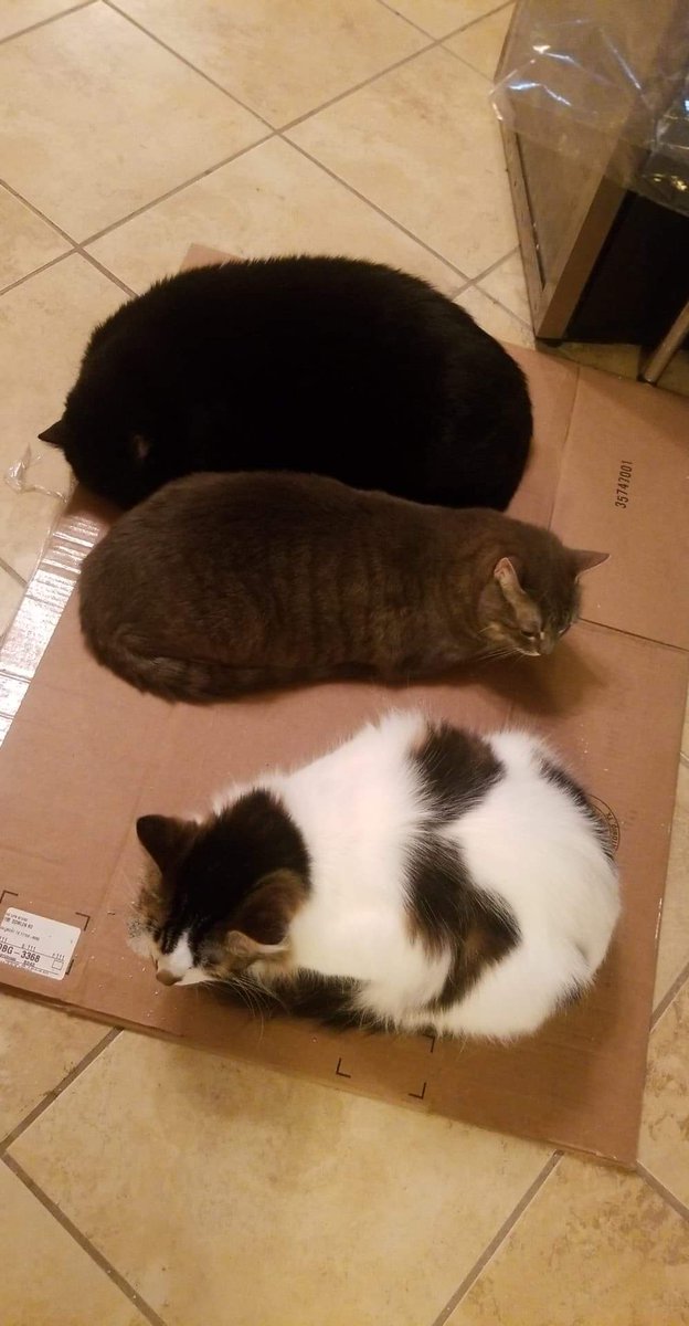 KLPopeTXAG's tweet photo. Giant cat traps on sale right now! Proven to work, every time!! (No cats were harmed in the making of this ad) https://t.co/DIcano1xUV