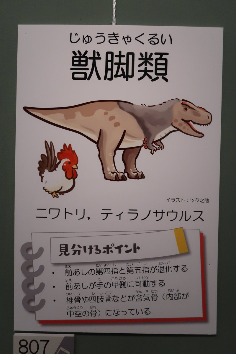 Asa Twitterren ツク之助大先生の恐竜イラスト ちゃんと紹介してなかったので 恐竜の分類を紹介した大きめのパネルでバッチリ観賞できます ノ 早くグッズ出して 茨城県自然博物館 恐竜研究所