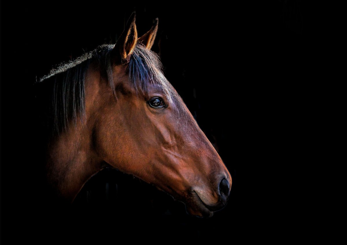 IPPVA photographer @damienkellyphotography and a highly commended image from Heat 3 of the 2019 IPPVA awards.
For a full list of qualified, insured &amp; professional Photographers and Videographers Ireland, check the link in the Bio.