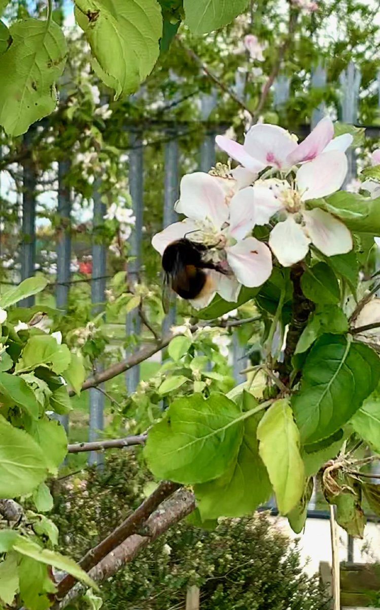 It really feels like the first of May here with the great weather. The gardens are literally buzzing with activity. We are sure these bee's will do their job and we will have plenty of apples in the Autumn.