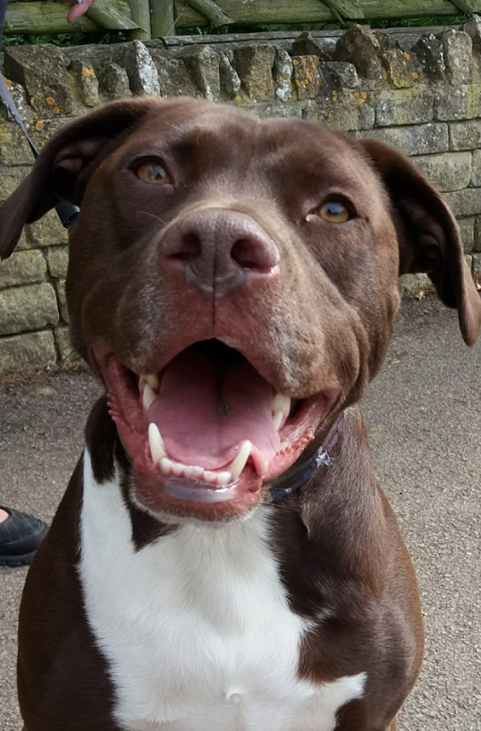 LexiAndPals's tweet photo. Meet Milo,
First training session yesterday and he was absolutely brilliant.
I think he wrote the training manual! See what next session brings.

#DogWalking #DogSitting #DogTraining #Pawsome 
Tel: 07598 383 786 Email: Hello@LexiAndPals.com 
#Evesham #Worcestershire https://t.co/XosqE635Jx