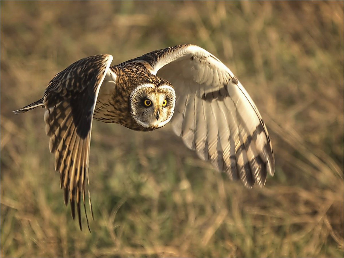 ConwyCameraClub's tweet photo. Last night was the annual end of  Season Buffet . congratulations to @wmsjayne 1st  for, "I am Free"  2nd Geoffrey Harris "short eared owl" 3rd Sharon Prenton-Jones, " Robs weekend job" in the end of season competition. judged by Mike Blackburn. great evening. https://t.co/BNMewAmEF7