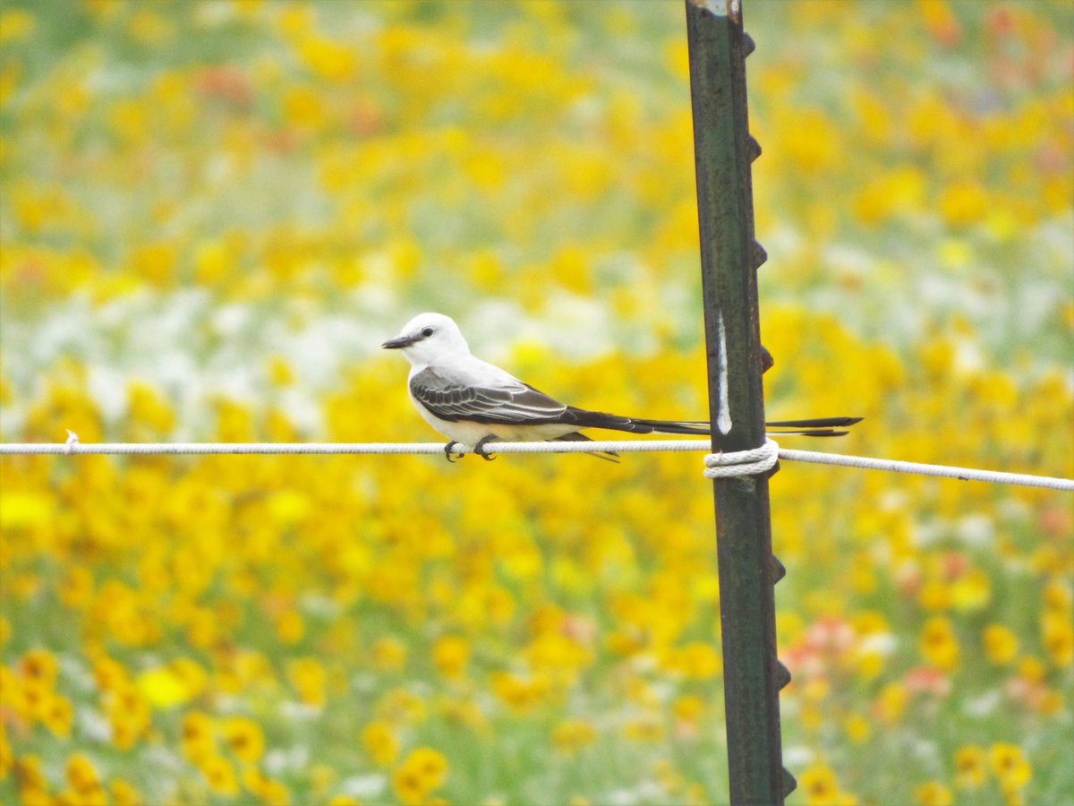 Scissor-tailed Flycatchers are starting to build their nests in Round Rock Texas #birds