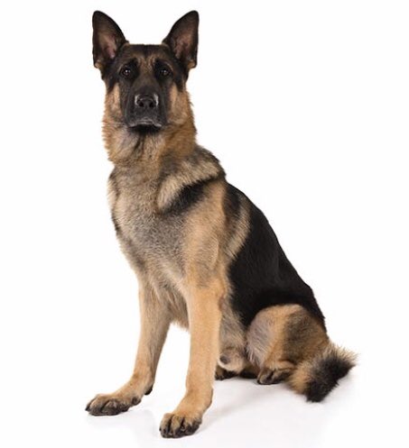 Salon Breed Days... May 23 will be Dachshunds and German Shepards! 15% off Bath or Bath plus Haircut. Call 704-284-5216 to book now or book online.
