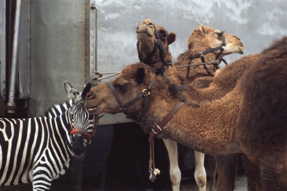 DefraGovUK's tweet photo. Today we've announced a new Bill to ban wild animals in travelling circuses – a practice that has no place in the 21st century. Find out more: https://t.co/4bi7DYdQea https://t.co/ryVBsHue5A