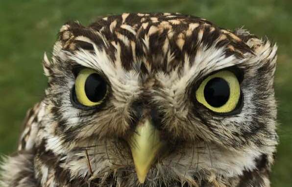 **PhD Opportunity - please RT** Evolutionary Ecology of Avian Malaria in the UK: labwork &amp; fieldwork investigating drivers of prevalence, virulence, specialism/generalism &amp; co-evolution across UK bird species. Competition funding, full ad to follow, contact me for details!