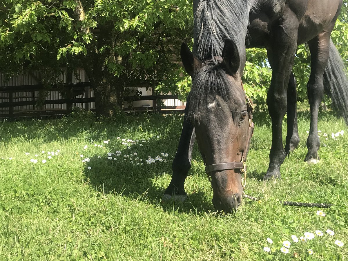 EnkiHaras's tweet photo. Buck’s Boum is ready to watch the races this afternoon ! https://t.co/DXpbxYlCOt