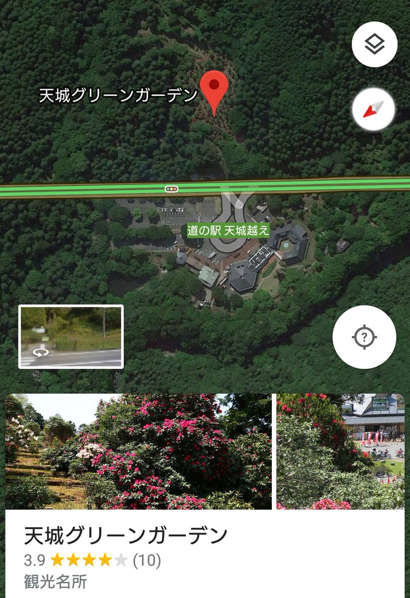 トーヴ 天城グリーンガーデン 19 道の駅天城越え シャクナゲ 石楠花 19 5 2 木