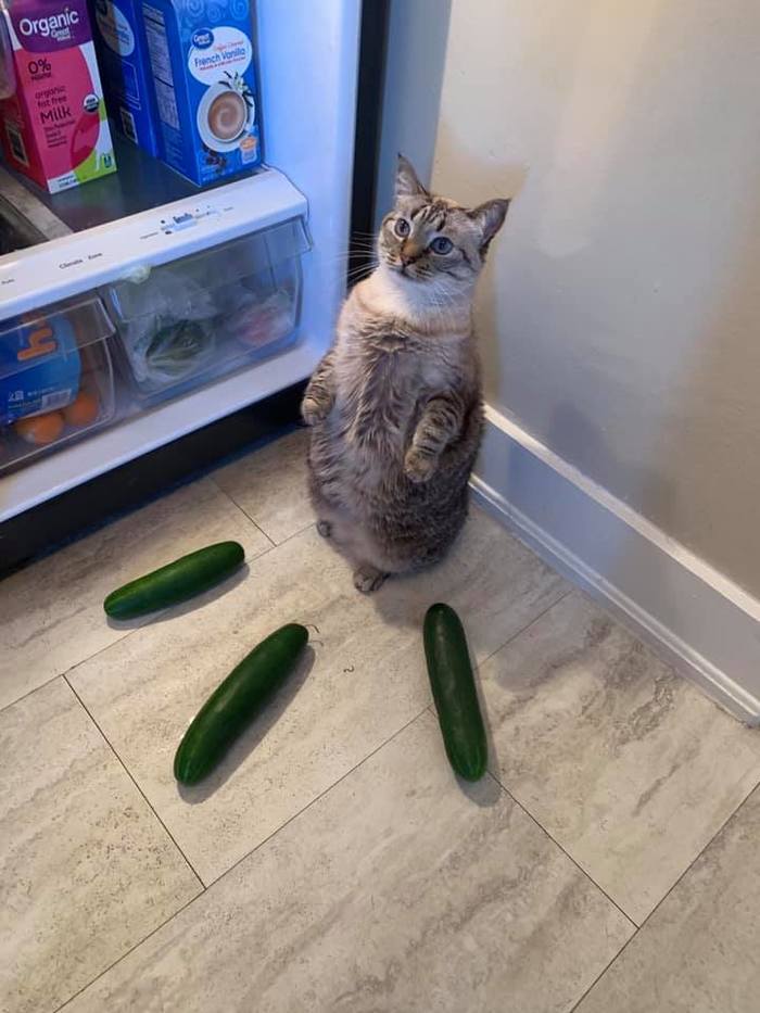 catmeow68's tweet photo. @HappyCatsOnline @TidyCats @RealGrumpyCat @FatCatMats @CatsMusical @poorlycatdraw @YourCatmagazine #cat #CatOfTheDay #catsofinstagram #CatsOfTwiter #CatsOfTwitter #catmoms #catlovers #kitty #catlove #Meow #MeowMonday https://t.co/GWOiu0vERj