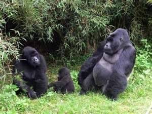 9 Days Wildlife and Uganda Gorilla Tour. Enjoy the holiday of a lifetime. Incredible adventure! goo.gl/xiHMpi #holiday #safari #wildlife #tour #holidayofalifetime #holidaytoremember #memorableholiday #ugandaholiday #ugandatour