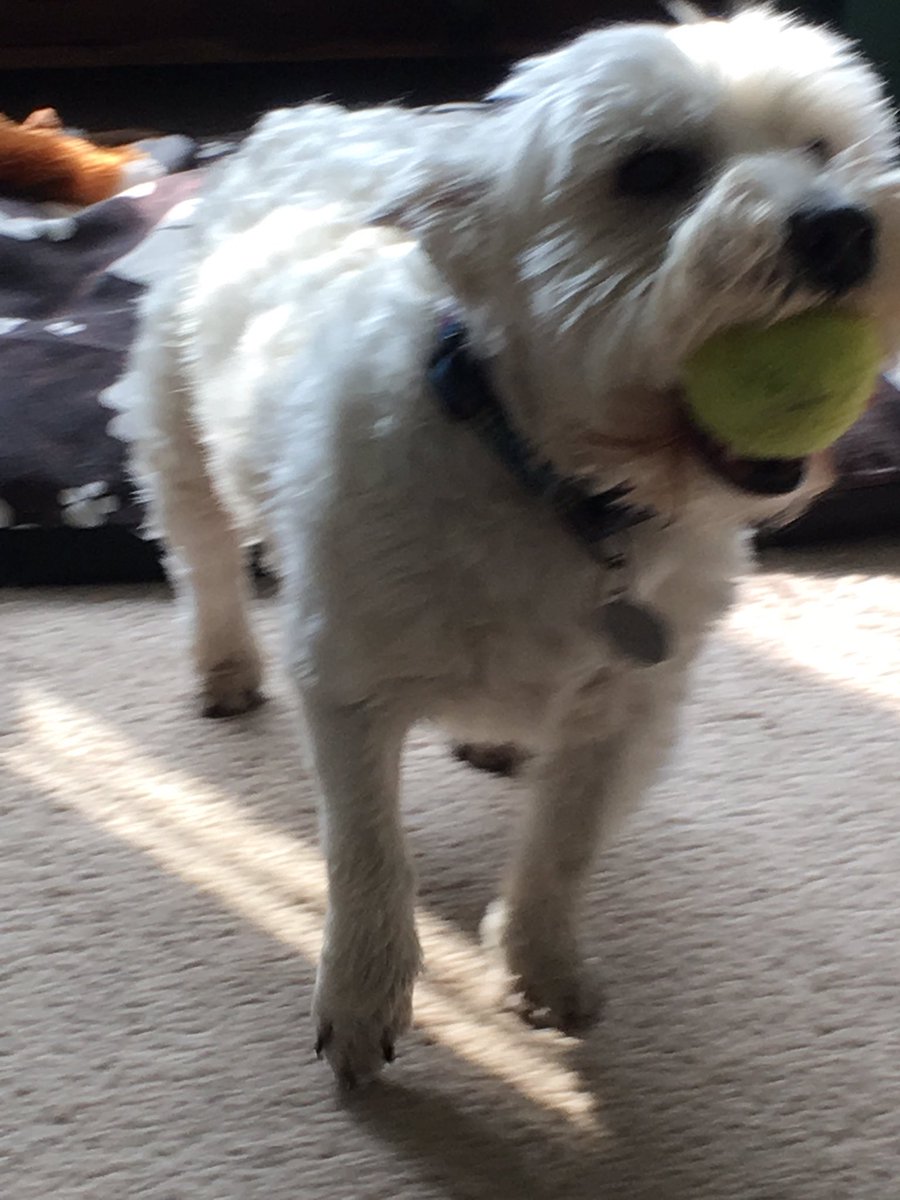 rossi_vet's tweet image. RaaAAA! #zshq #zeops #zboss where’d my ball go..?