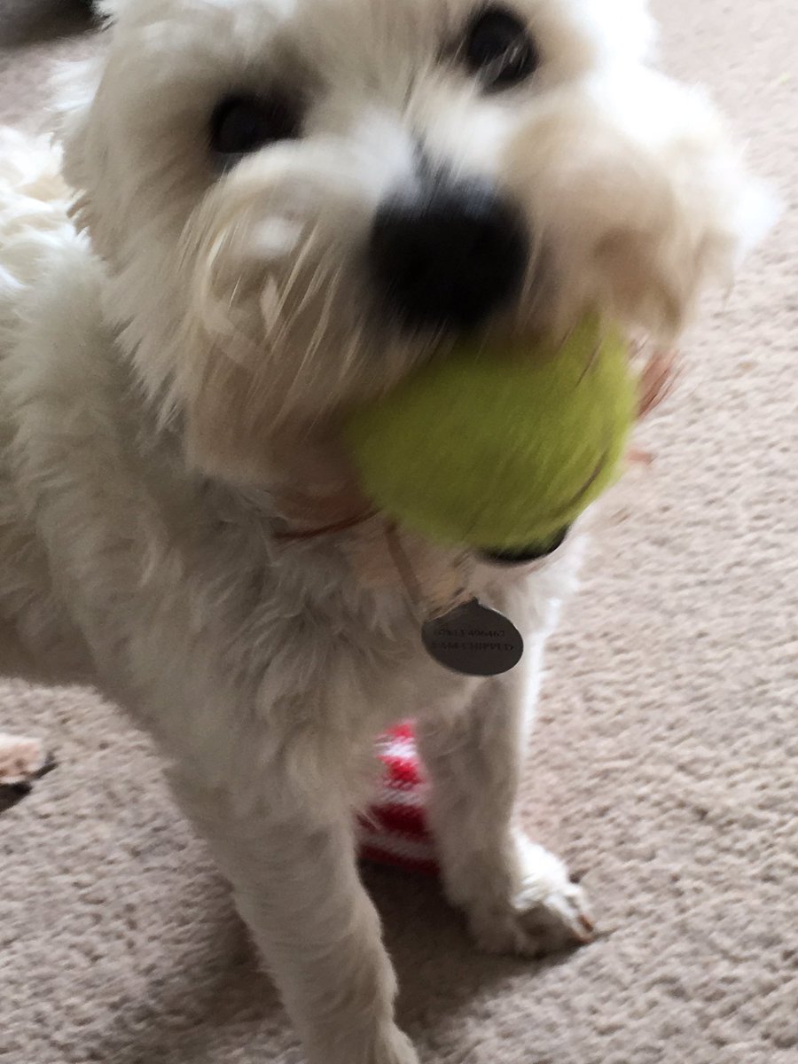 rossi_vet's tweet image. RaaAAA! #zshq #zeops #zboss where’d my ball go..?