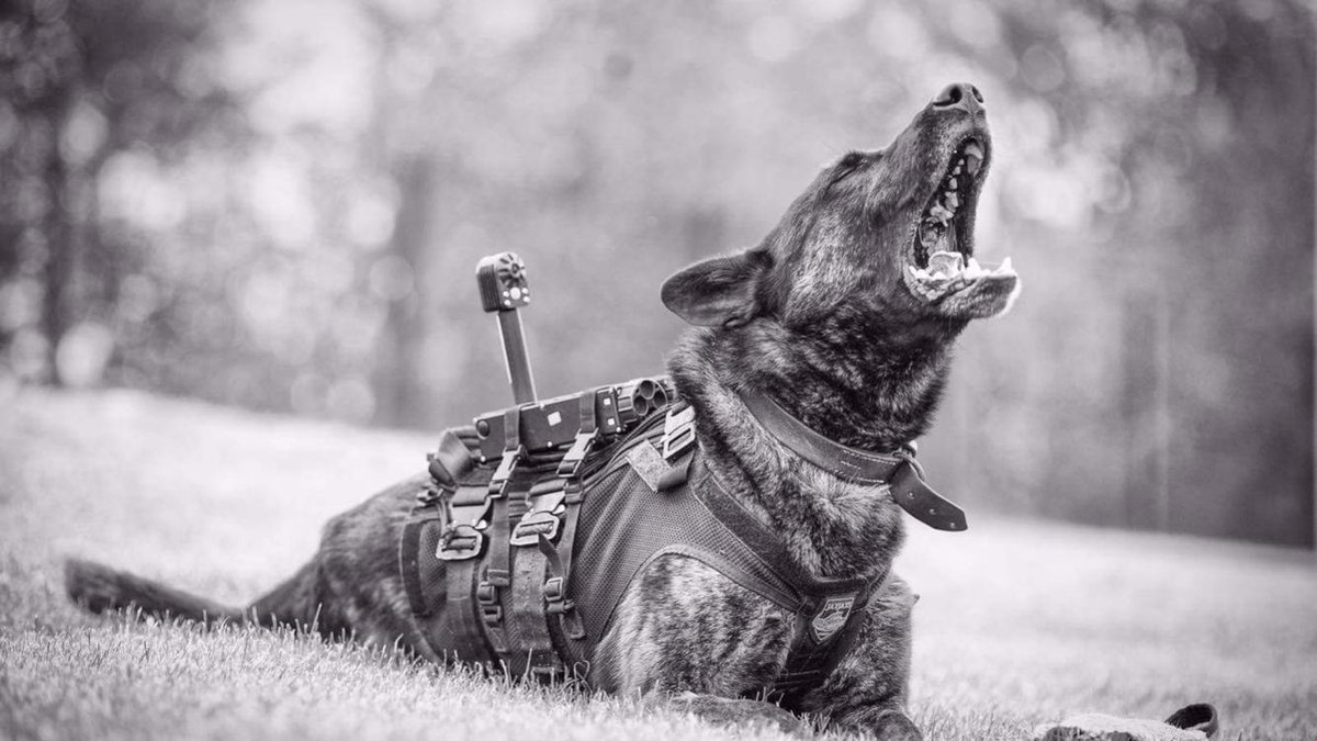 dutchiek9's tweet photo. Pd Dutch is 10 today! Oldest Police Dog on the section and still the best 👊🏻👊🏻👊🏻👊🏻 🎂 https://t.co/fUUUVJsgZq