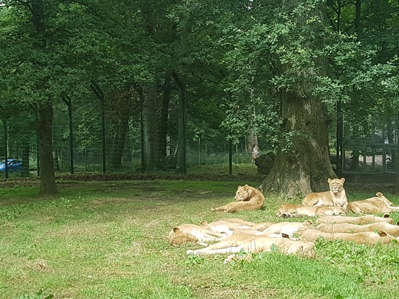 Longleat has turned to steel fencing manufacturer <a href="/zaunlimited/">Zaun Limited | Protection Through Innovation</a> and subsidiary Binns Fencing to secure its world famous lion enclosure specificationonline.co.uk/sections/hotel…