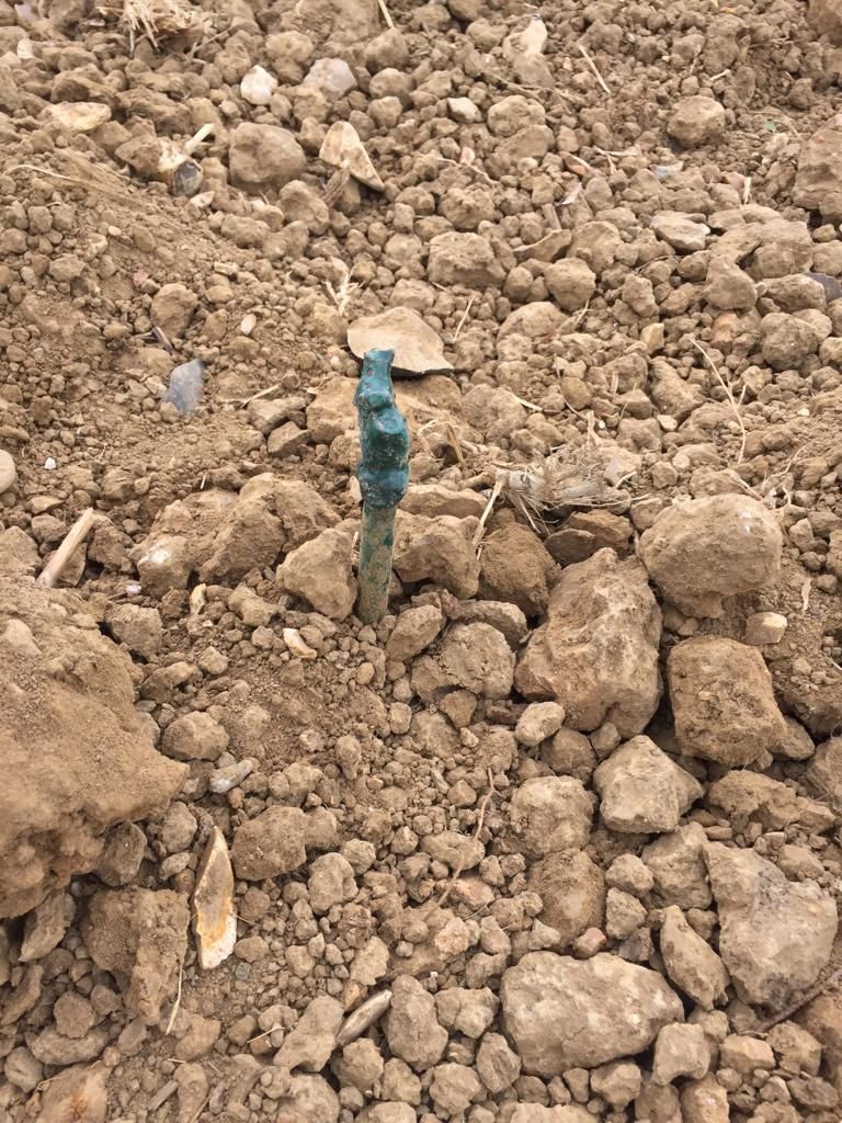 tuffonhall's tweet photo. We've been busy in #Vineyard planting 3000 new #PinotNoir vines! They will be ready to #harvest in 2022. Pinot Noir isn't the easiest to grow, however it produces wonderful #grapes which can be used for rosé, sparkling rosé or our fabulous #ClassicCuvee 🌱 
#tuffonhall https://t.co/at44dkJ8oP