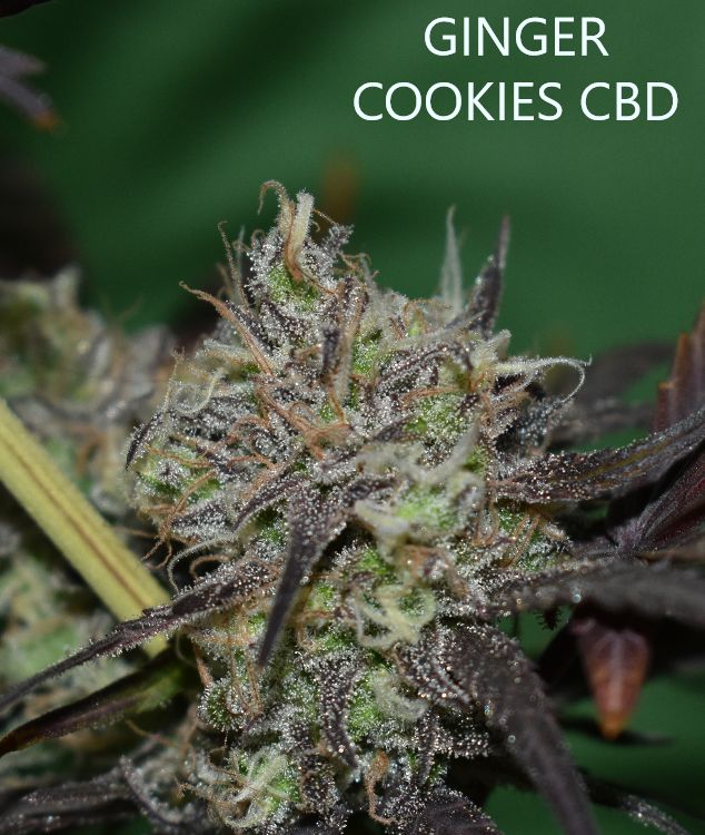 rarofarm's tweet photo. #BuenDía 💚 #FelizDiaDelTrabajador #CannabisMedicinal #GingerCookiesCbd Durante la floración suele tornar a tonos púrpura, casi negro, todo un espectáculo de singulares colores. #THC 10% #CBD 15% #SemillasRegulares #MedicalMarijuana 🌿https://t.co/Xi3yH2OCNV https://t.co/l1b7tcDTQH