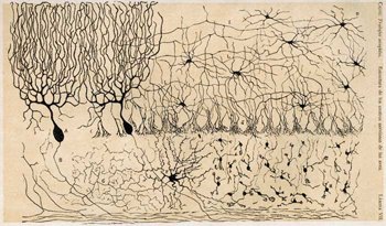 Santiago Ramón y Cajal, born #OnThisDay 1852, proved that each nerve cell is an independent entity and nerve synapses transfer nerve impulses from one cell to another. He was awarded the 1906 Nobel Prize.

Photos: Cajal and his drawing of cells of the chick cerebellum, 1905.