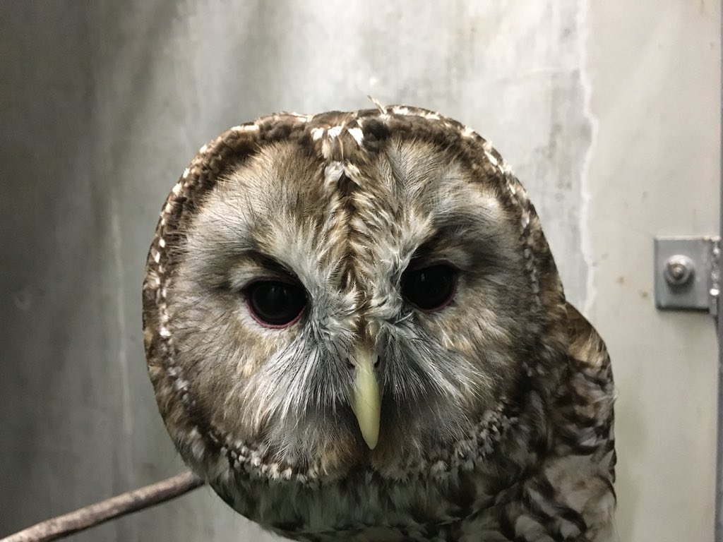 FukuyamaZoo's tweet photo. 改めましてですが、おさらいです。
動物へのフラッシュを使用した写真撮影はご遠慮ください。もちろん、動物へのエサやり行為も禁止です。動物たちが元気に不安なく過ごせるように、よろしくお願いします。
#福山市立動物園 #フラッシュ禁止 https://t.co/wfvmSPozFs