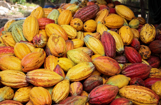 SplendorVietnam's tweet photo. Welcome to Tien Giang province in Vietnam to taste and learn how to make the most delicious chocolate in the world.
#Kimmy's #Chocolate #Vietnam'spride# https://t.co/yyyxjEALMh