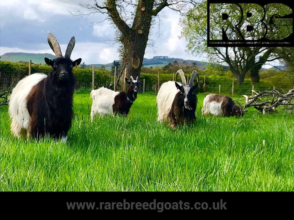 RareBreedGoats's tweet photo. A Welcome Wednesday.... Today is the 1st of May famous here in the UK for Maypoles and Morris Dancers so what ever you are doing today, enjoy your May Day #rarebreedgoats #bagotgoats #MayDay2019 https://t.co/HtGC42qq0b