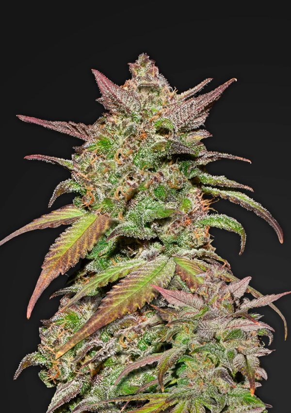 3 awesome new autoflowering strains from FastBuds available now - Auto Lemon AK, Auto Zkittlez and Auto Smoothie dope-seeds.com/blog/new-fast-… #cannabis #cannabisseeds #autoflower